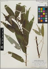 Foto von Salix lasiandra Benth.